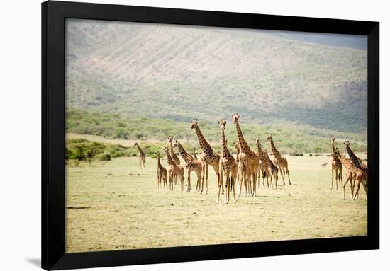 Masai Giraffes (Giraffa Camelopardalis Tippelskirchi) in a Forest, Lake Manyara, Tanzania-null-Framed Photographic Print