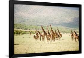 Masai Giraffes (Giraffa Camelopardalis Tippelskirchi) in a Forest, Lake Manyara, Tanzania-null-Framed Photographic Print