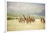 Masai Giraffes (Giraffa Camelopardalis Tippelskirchi) in a Forest, Lake Manyara, Tanzania-null-Framed Photographic Print