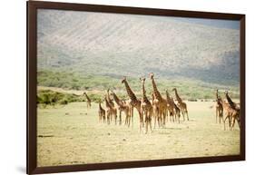 Masai Giraffes (Giraffa Camelopardalis Tippelskirchi) in a Forest, Lake Manyara, Tanzania-null-Framed Photographic Print
