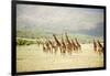 Masai Giraffes (Giraffa Camelopardalis Tippelskirchi) in a Forest, Lake Manyara, Tanzania-null-Framed Photographic Print