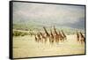 Masai Giraffes (Giraffa Camelopardalis Tippelskirchi) in a Forest, Lake Manyara, Tanzania-null-Framed Stretched Canvas