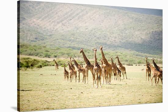 Masai Giraffes (Giraffa Camelopardalis Tippelskirchi) in a Forest, Lake Manyara, Tanzania-null-Stretched Canvas