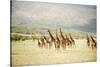 Masai Giraffes (Giraffa Camelopardalis Tippelskirchi) in a Forest, Lake Manyara, Tanzania-null-Stretched Canvas