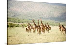 Masai Giraffes (Giraffa Camelopardalis Tippelskirchi) in a Forest, Lake Manyara, Tanzania-null-Stretched Canvas