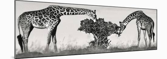 Masai Giraffes-Jean-Michel Labat-Mounted Art Print