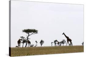 Masai Graffe (Giraffa Camelopardalis), Masai Mara National Reserve, Kenya, East Africa, Africa-Sergio Pitamitz-Stretched Canvas