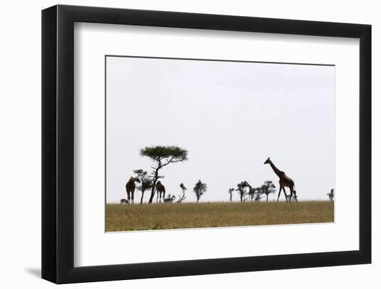 Masai Graffe (Giraffa Camelopardalis), Masai Mara National Reserve, Kenya, East Africa, Africa-Sergio Pitamitz-Framed Photographic Print