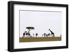 Masai Graffe (Giraffa Camelopardalis), Masai Mara National Reserve, Kenya, East Africa, Africa-Sergio Pitamitz-Framed Photographic Print