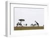 Masai Graffe (Giraffa Camelopardalis), Masai Mara National Reserve, Kenya, East Africa, Africa-Sergio Pitamitz-Framed Photographic Print