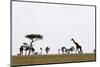 Masai Graffe (Giraffa Camelopardalis), Masai Mara National Reserve, Kenya, East Africa, Africa-Sergio Pitamitz-Mounted Photographic Print