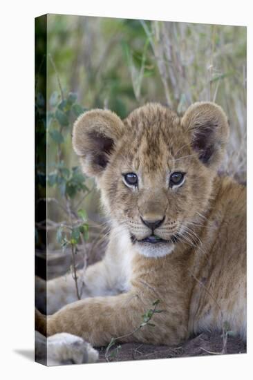 Masai Lion (Panthera leo nubica) cub, with leaf in mouth, close-up of head, Serengeti-Bernd Rohrschneider-Stretched Canvas
