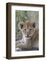 Masai Lion (Panthera leo nubica) cub, with leaf in mouth, close-up of head, Serengeti-Bernd Rohrschneider-Framed Photographic Print