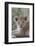 Masai Lion (Panthera leo nubica) cub, with leaf in mouth, close-up of head, Serengeti-Bernd Rohrschneider-Framed Photographic Print