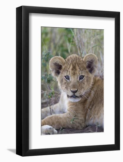 Masai Lion (Panthera leo nubica) cub, with leaf in mouth, close-up of head, Serengeti-Bernd Rohrschneider-Framed Photographic Print