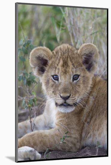 Masai Lion (Panthera leo nubica) cub, with leaf in mouth, close-up of head, Serengeti-Bernd Rohrschneider-Mounted Photographic Print