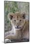 Masai Lion (Panthera leo nubica) cub, with leaf in mouth, close-up of head, Serengeti-Bernd Rohrschneider-Mounted Photographic Print