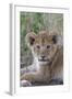 Masai Lion (Panthera leo nubica) cub, with leaf in mouth, close-up of head, Serengeti-Bernd Rohrschneider-Framed Photographic Print