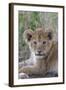 Masai Lion (Panthera leo nubica) cub, with leaf in mouth, close-up of head, Serengeti-Bernd Rohrschneider-Framed Photographic Print