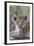 Masai Lion (Panthera leo nubica) cub, with leaf in mouth, close-up of head, Serengeti-Bernd Rohrschneider-Framed Photographic Print