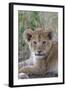 Masai Lion (Panthera leo nubica) cub, with leaf in mouth, close-up of head, Serengeti-Bernd Rohrschneider-Framed Photographic Print