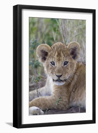 Masai Lion (Panthera leo nubica) cub, with leaf in mouth, close-up of head, Serengeti-Bernd Rohrschneider-Framed Photographic Print