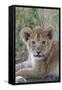 Masai Lion (Panthera leo nubica) cub, with leaf in mouth, close-up of head, Serengeti-Bernd Rohrschneider-Framed Stretched Canvas