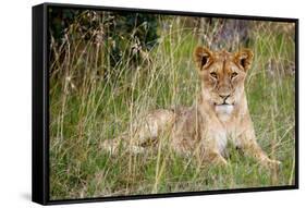 Masai Lion (Panthera leo nubica) immature female, resting in long grass, Masai Mara, Kenya-Ben Sadd-Framed Stretched Canvas