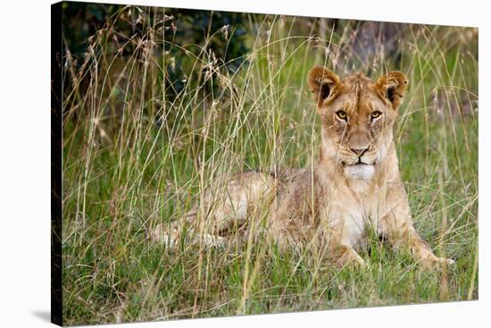 Masai Lion (Panthera leo nubica) immature female, resting in long grass, Masai Mara, Kenya-Ben Sadd-Stretched Canvas