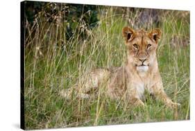 Masai Lion (Panthera leo nubica) immature female, resting in long grass, Masai Mara, Kenya-Ben Sadd-Stretched Canvas