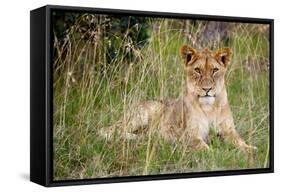 Masai Lion (Panthera leo nubica) immature female, resting in long grass, Masai Mara, Kenya-Ben Sadd-Framed Stretched Canvas