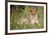 Masai Lion (Panthera leo nubica) immature female, resting in long grass, Masai Mara, Kenya-Ben Sadd-Framed Photographic Print