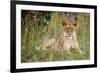 Masai Lion (Panthera leo nubica) immature female, resting in long grass, Masai Mara, Kenya-Ben Sadd-Framed Photographic Print