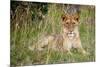 Masai Lion (Panthera leo nubica) immature female, resting in long grass, Masai Mara, Kenya-Ben Sadd-Mounted Photographic Print