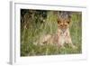 Masai Lion (Panthera leo nubica) immature female, resting in long grass, Masai Mara, Kenya-Ben Sadd-Framed Photographic Print