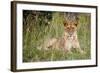 Masai Lion (Panthera leo nubica) immature female, resting in long grass, Masai Mara, Kenya-Ben Sadd-Framed Photographic Print