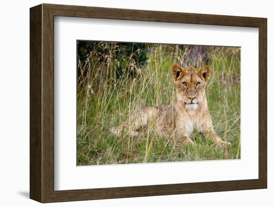 Masai Lion (Panthera leo nubica) immature female, resting in long grass, Masai Mara, Kenya-Ben Sadd-Framed Photographic Print