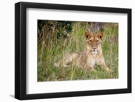 Masai Lion (Panthera leo nubica) immature female, resting in long grass, Masai Mara, Kenya-Ben Sadd-Framed Photographic Print