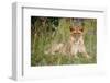 Masai Lion (Panthera leo nubica) immature female, resting in long grass, Masai Mara, Kenya-Ben Sadd-Framed Photographic Print