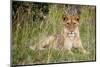 Masai Lion (Panthera leo nubica) immature female, resting in long grass, Masai Mara, Kenya-Ben Sadd-Mounted Photographic Print