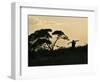 Masai Man, Amboseli Wildlife Reserve, Kenya-Vadim Ghirda-Framed Photographic Print