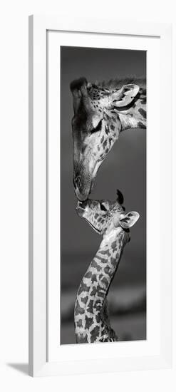 Masai Mara Giraffes-Danita Delimont-Framed Art Print