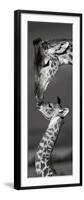 Masai Mara Giraffes-Danita Delimont-Framed Art Print