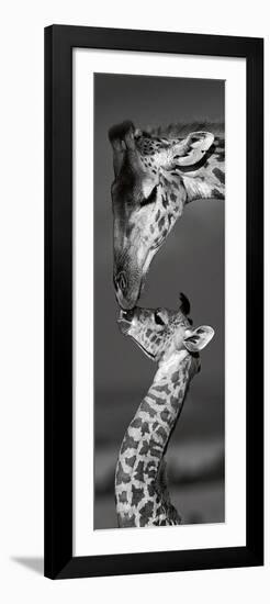 Masai Mara Giraffes-Danita Delimont-Framed Art Print