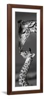 Masai Mara Giraffes-Danita Delimont-Framed Art Print