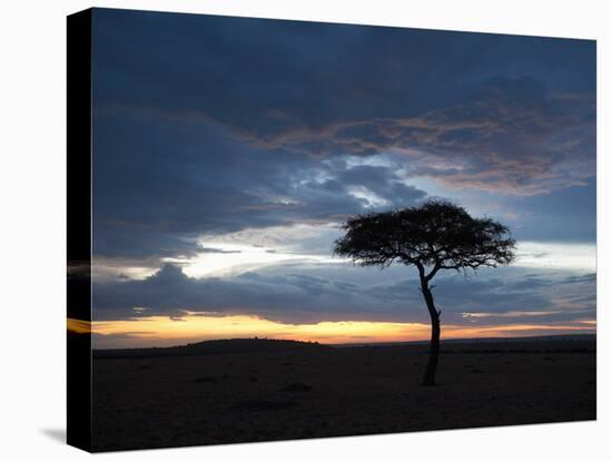 Masai Mara, Kenya, East Africa, Africa-Sergio Pitamitz-Stretched Canvas