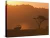 Masai Mara, Kenya, East Africa, Africa-Sergio Pitamitz-Stretched Canvas