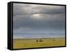 Masai Mara, Kenya, East Africa, Africa-Sergio Pitamitz-Framed Stretched Canvas