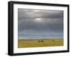 Masai Mara, Kenya, East Africa, Africa-Sergio Pitamitz-Framed Photographic Print