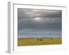 Masai Mara, Kenya, East Africa, Africa-Sergio Pitamitz-Framed Photographic Print